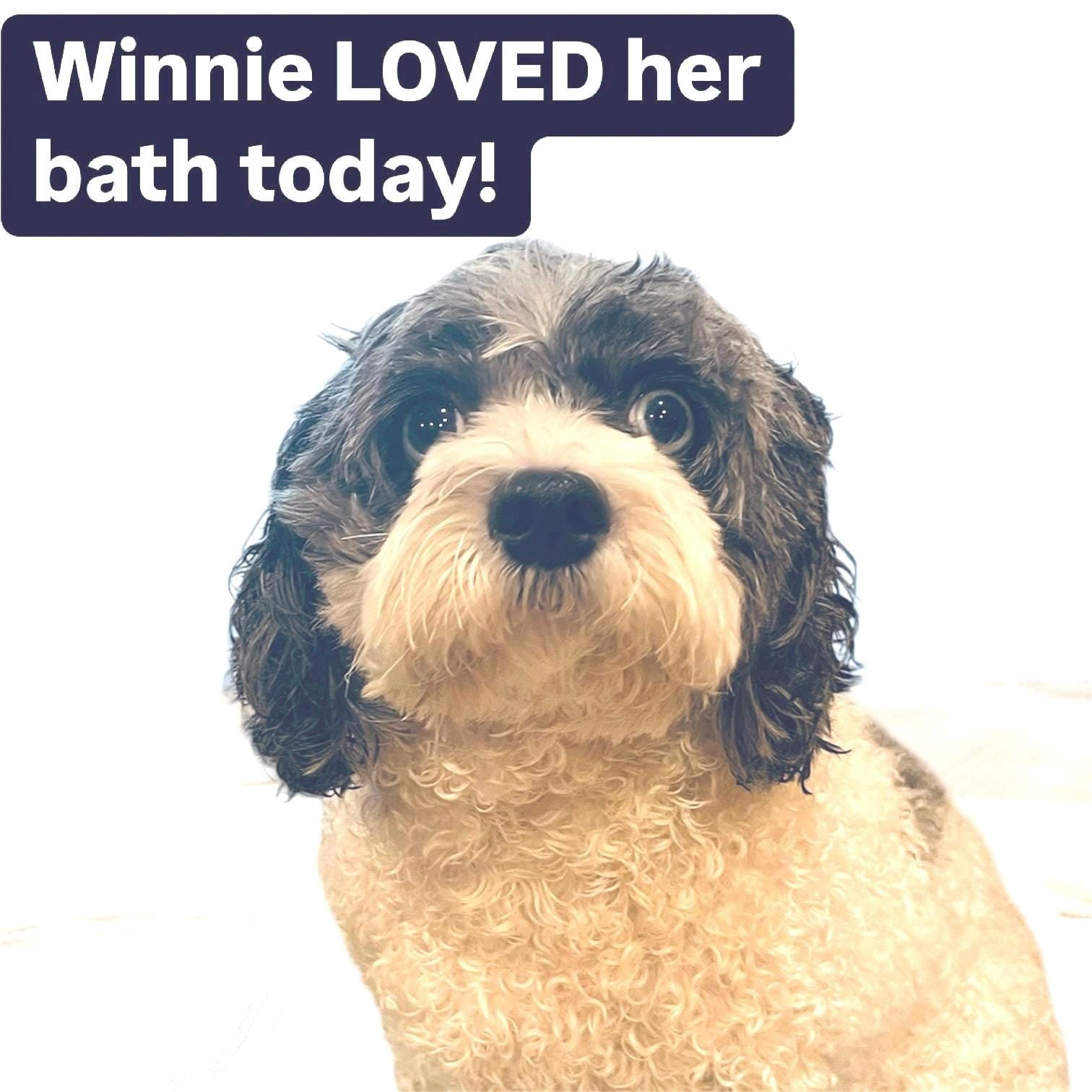 Handcrafted Natural Dog Soap: Solid Pet Shampoo Bar